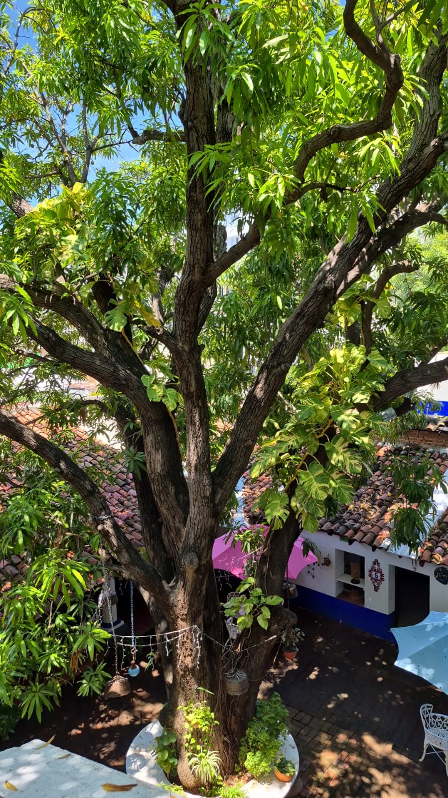 Hotel Mision Y Spa Acapulco imagen 13